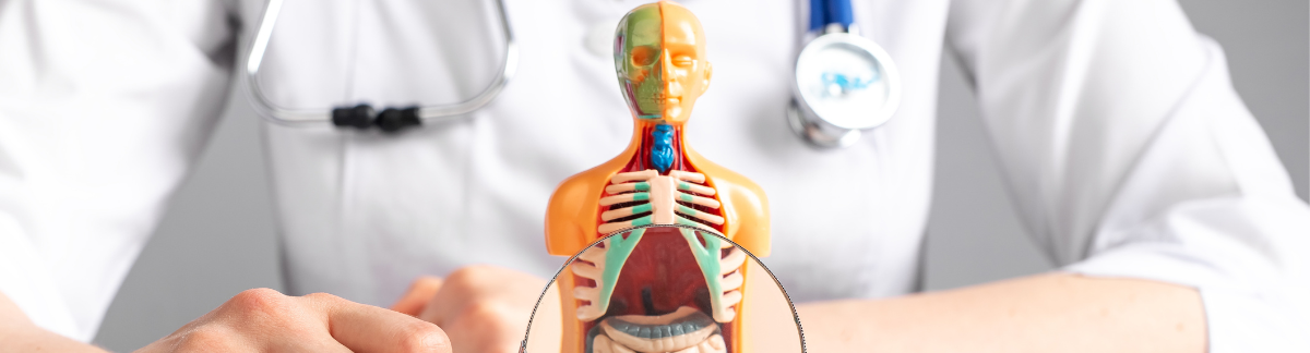 ¿Qué oportunidades tiene un médico? Especialidades y subespecialidades tras la licenciatura en medicina